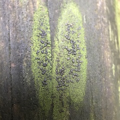 Scoliciosporum umbrinum