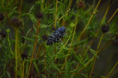 Lampetis dilaticollis