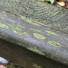 Scoliciosporum umbrinum