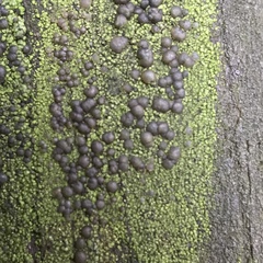 Scoliciosporum umbrinum