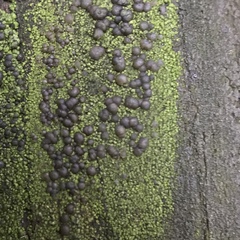 Scoliciosporum umbrinum