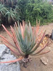 Aloe suzannae