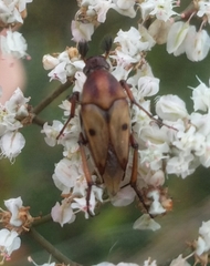 Macrosiagon octomaculata
