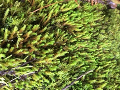 Claopodium rostratum