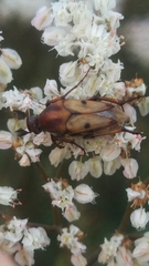 Macrosiagon octomaculata