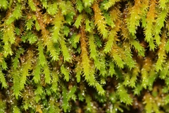 Claopodium rostratum