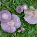 Sordid Blewit - Photo (c) fabricio_reis_costa, some rights reserved (CC BY-NC)
