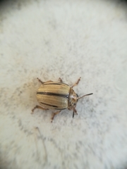 Leptinotarsa defecta