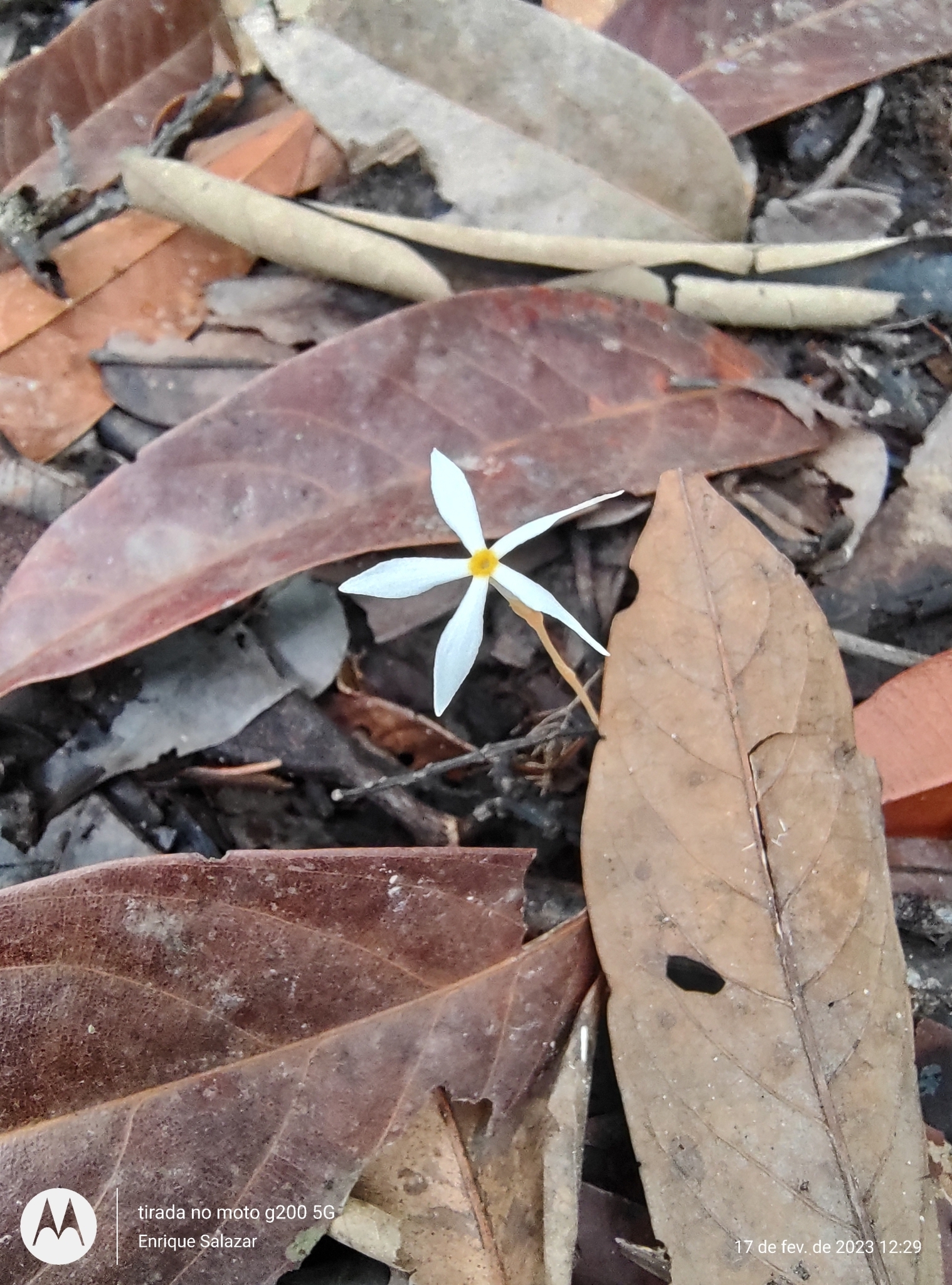 Voyria acuminata
