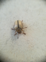 Leptinotarsa defecta