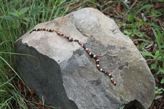 Micruroides euryxanthus