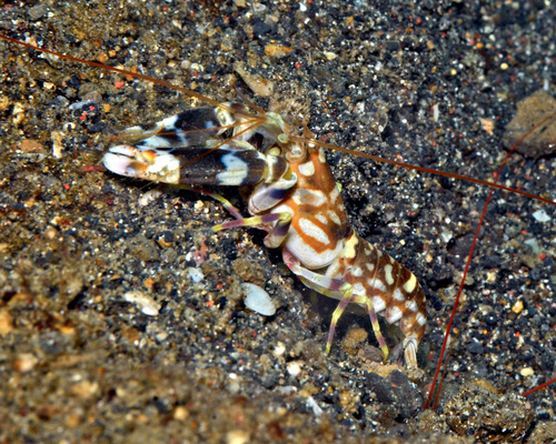 Tiger Pistol Shrimp