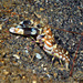 Tiger Snapping Shrimp - Photo (c) uwkwaj, some rights reserved (CC BY-NC), uploaded by uwkwaj