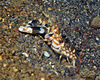 Tiger Snapping Shrimp - Photo (c) uwkwaj, some rights reserved (CC BY-NC), uploaded by uwkwaj