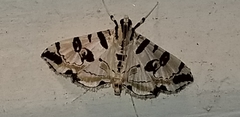 Conchylodes salamisalis