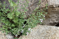 Trichostema arizonicum