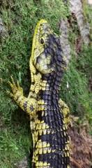 Abronia taeniata