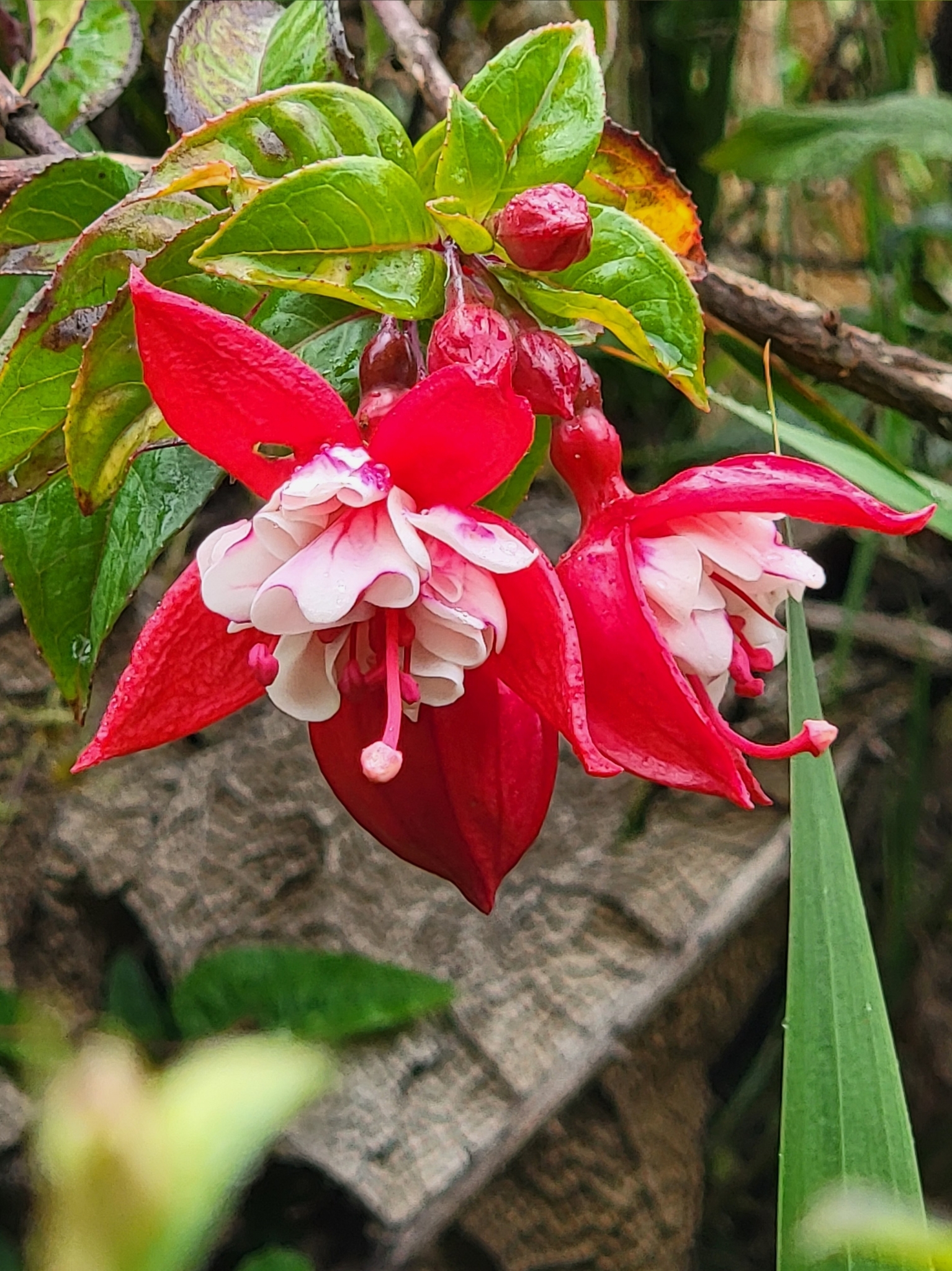Imagem de Brinco-de-princesa