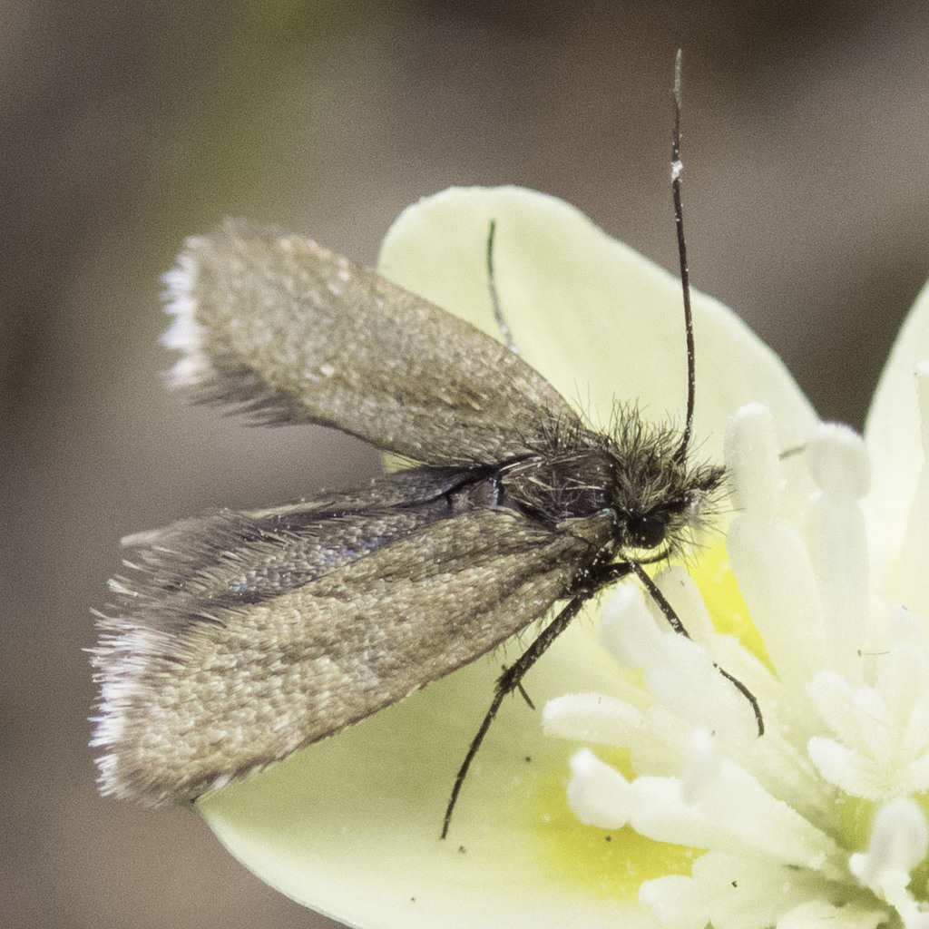 Opler's Longhorn Moth