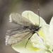 Opler's Longhorn Moth - Photo no rights reserved, uploaded by Dan Antonaccio