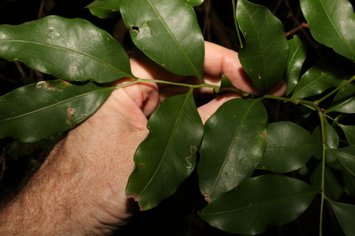 Image of Toechima tenax by (c) Greg Tasney, some rights reserved (CC BY-SA)