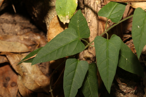 Image of Vincetoxicum grandiflorum by (c) Greg Tasney, some rights reserved (CC BY-SA)