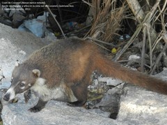 Nasua narica nelsoni