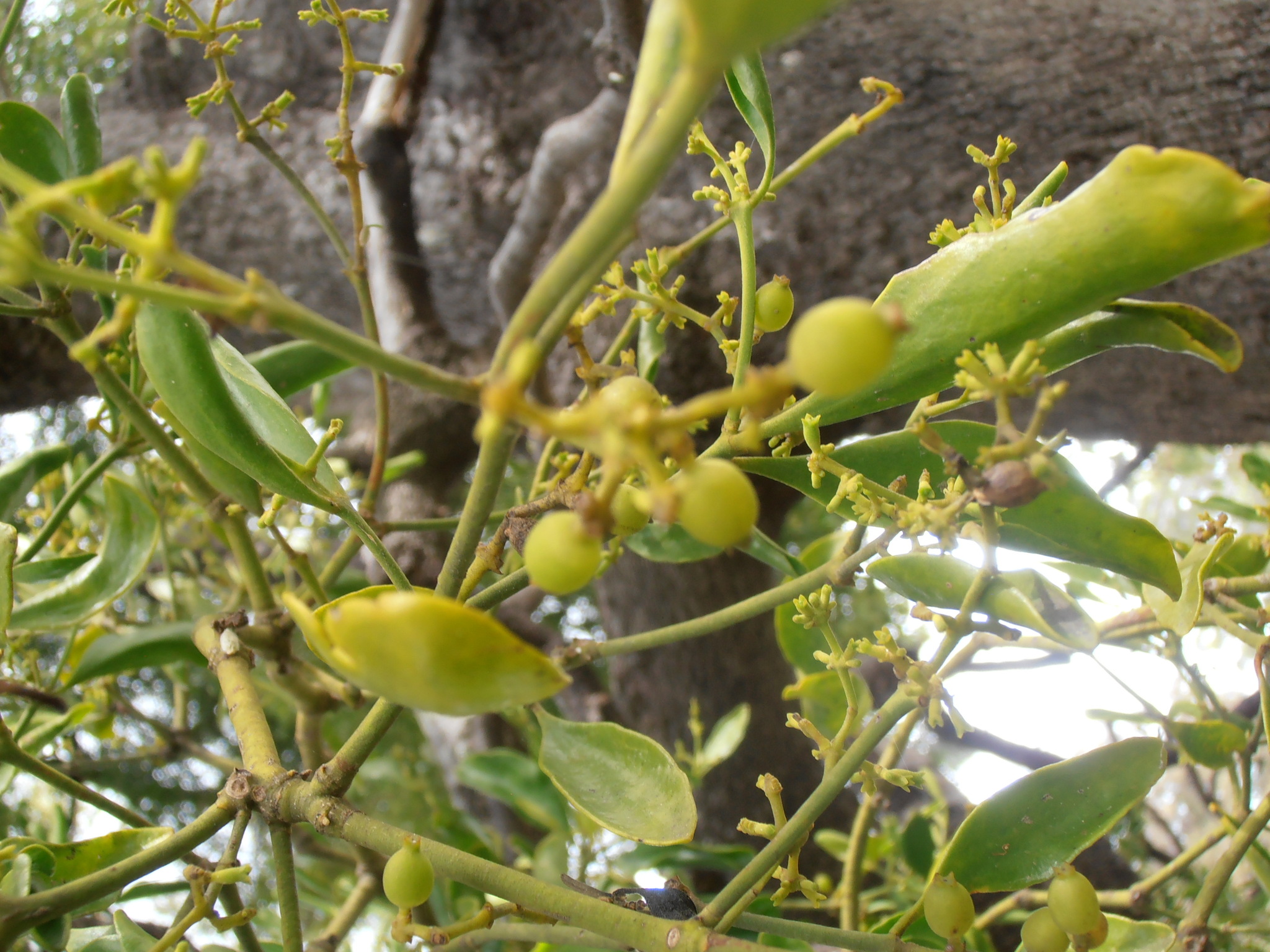 Notothixos Notothixos Oliv.