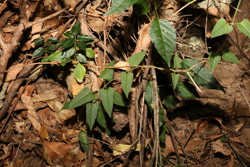 Image of Vincetoxicum grandiflorum by (c) Greg Tasney, some rights reserved (CC BY-SA)