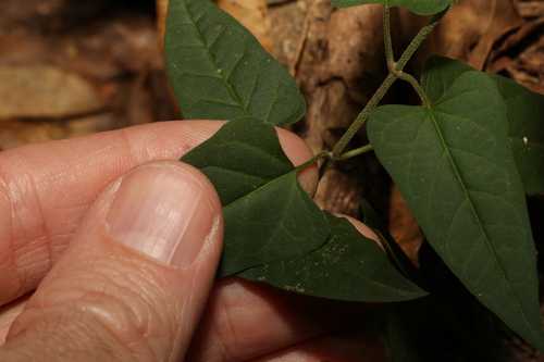 Image of Vincetoxicum grandiflorum by (c) Greg Tasney, some rights reserved (CC BY-SA)