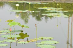 Sinictinogomphus clavatus