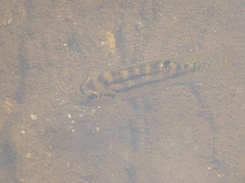 Coptodon dageti · iNaturalist United Kingdom