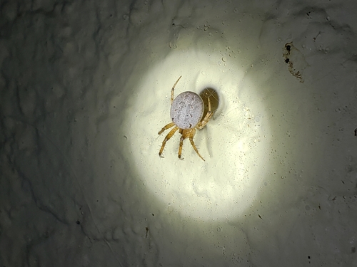 Metazygia zilloides image