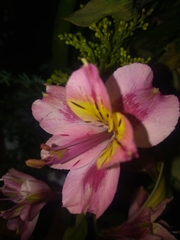 Angiospermae