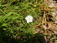 Stylisma pickeringii pattersonii