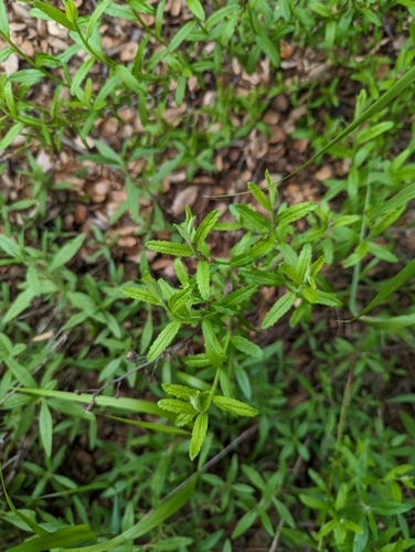 Image of Baccharis plummerae by (c) Zack Abbey, some rights reserved (CC BY)