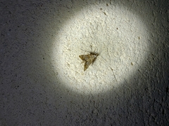 Eoparargyractis