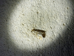 Eoparargyractis