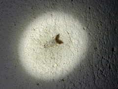 Eoparargyractis