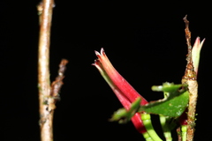 Satyria panurensis, photograph (c) Andrés Ramírez-Barrera, some rights reserved (CC BY)