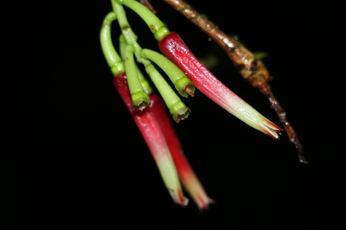 Satyria panurensis, photograph 2
