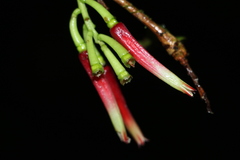 Satyria panurensis, photograph (c) Andrés Ramírez-Barrera, some rights reserved (CC BY)
