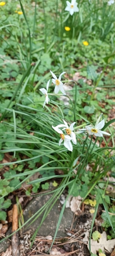 Narcissus poeticus