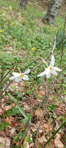 Narcissus poeticus