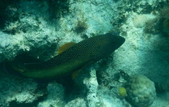 Cephalopholis fulva