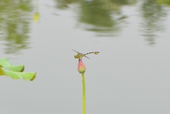 Sinictinogomphus clavatus