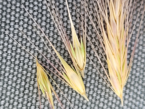 dwarf barley (Hordeum depressum)