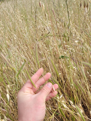 Image of dwarf barley by (c) Konshau Duman, some rights reserved (CC BY)