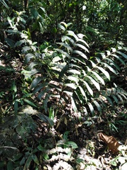 Cyathea ewanii