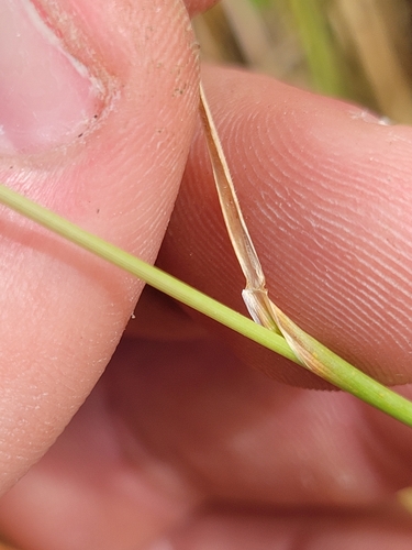 Image of dwarf barley by (c) Konshau Duman, some rights reserved (CC BY)